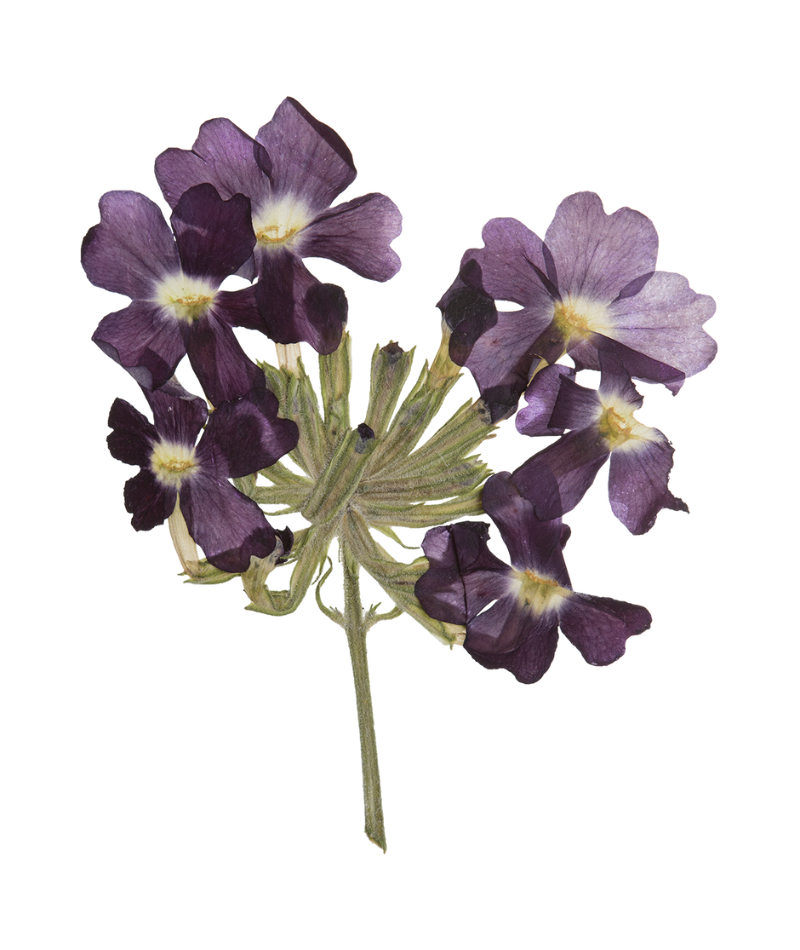 Lavander00