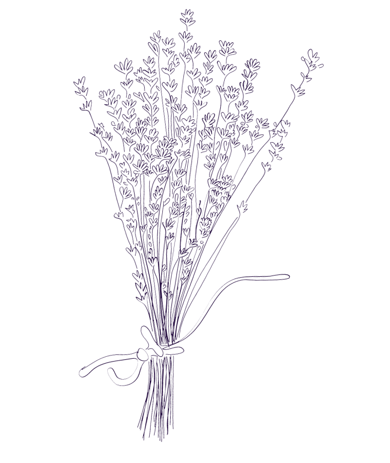 Lavander01